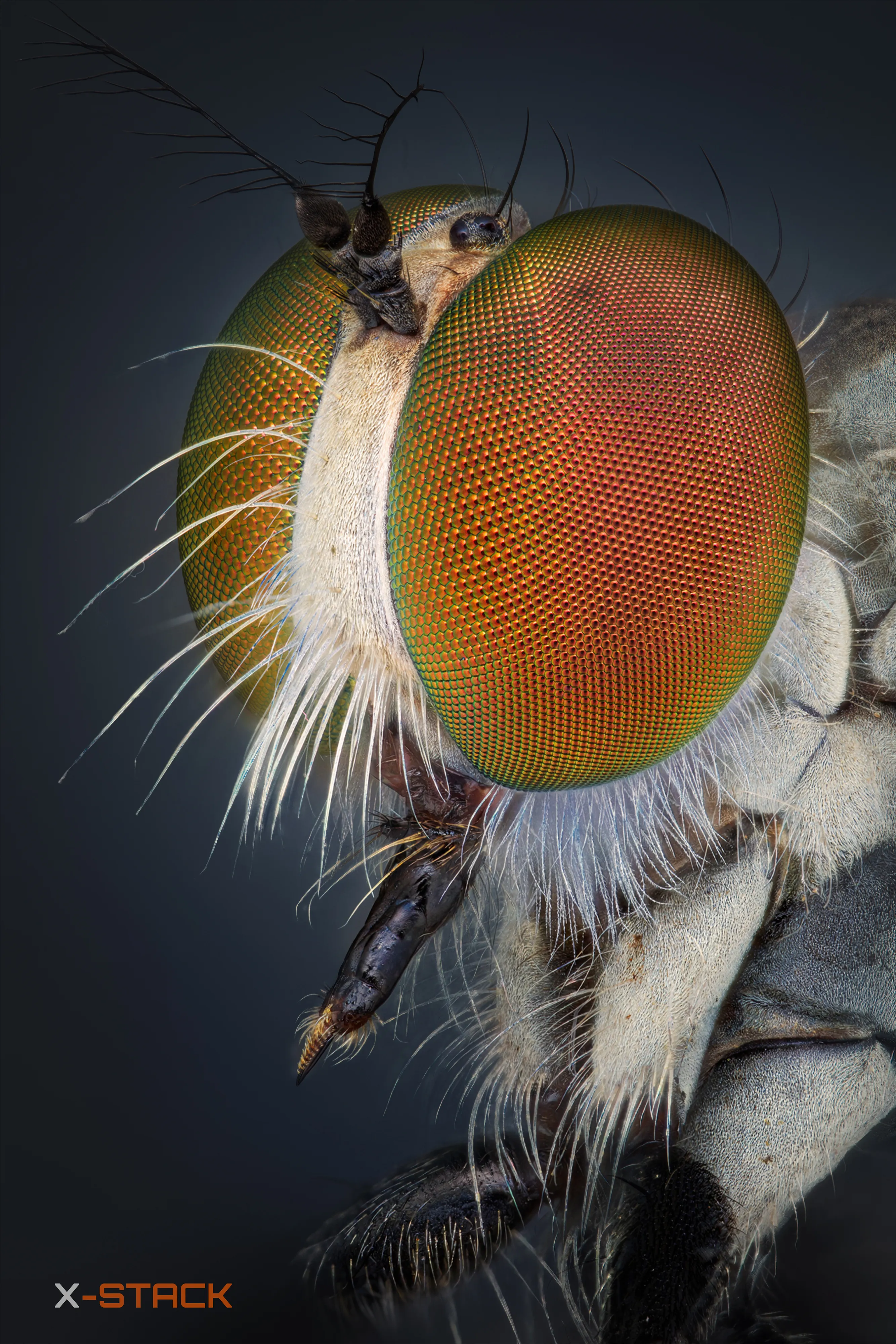 Robber Fly